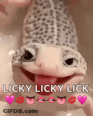 Lizard Licking Person GIF