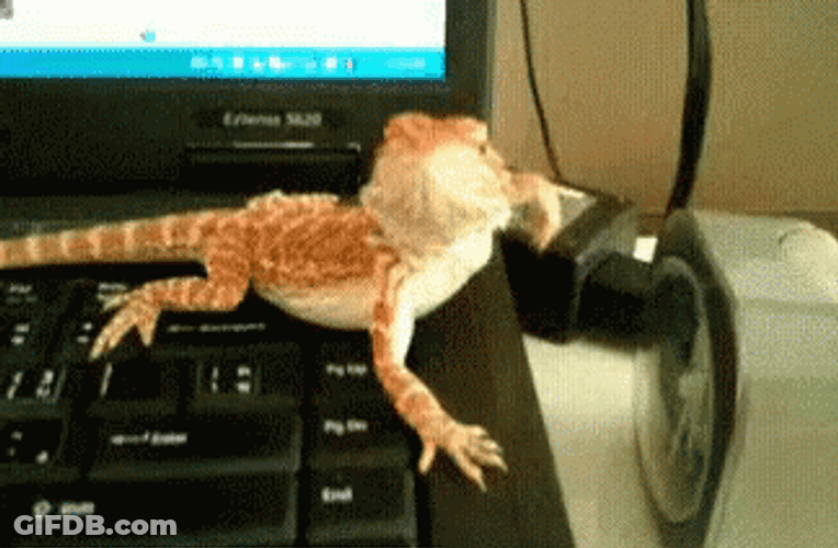 Lizard On Laptop Waving GIF