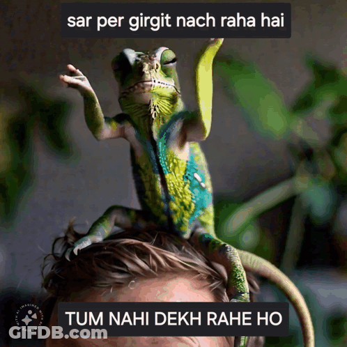 Lizard On Man's Head Saying Tum Nahi Dekh Rahe Ho GIF