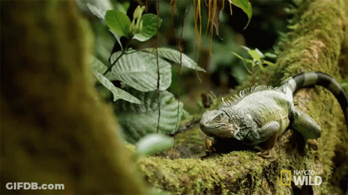 Lizard On Mossy Tree Branch National Geographic Wild GIF
