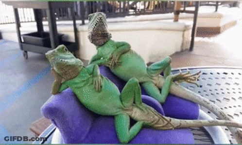 Lizard Reptile Dysfunction GIF