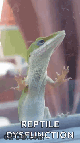 Lizard Reptile Dysfunction GIF