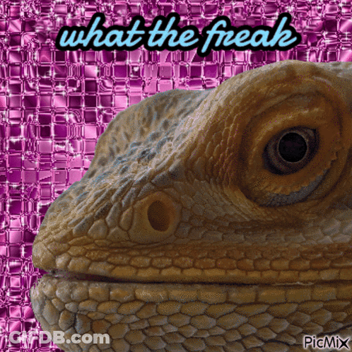 Lizard Saying What The Freak GIF