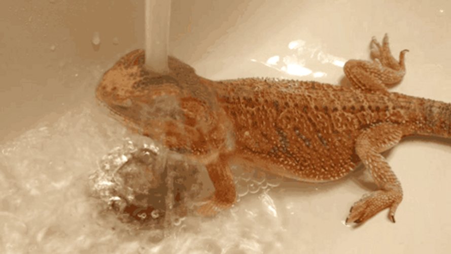 Lizard Shower Time On The Sink GIF