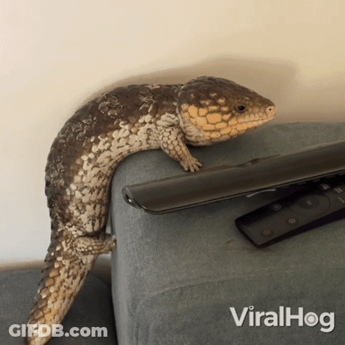 Lizard Sitting Next To Viralhog Remote GIF