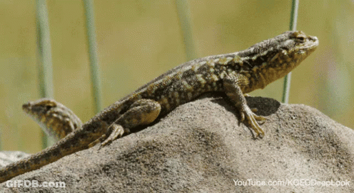 Lizard Sitting On Rock GIF