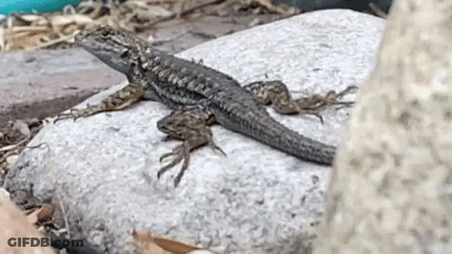 Lizard Sitting On Rock Next To Tree GIF
