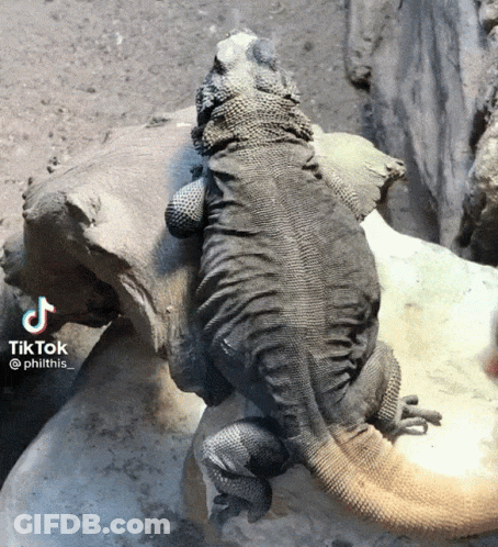 Lizard Sitting On Rock With TikTok Watermark GIF