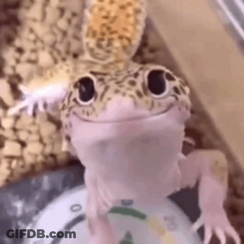 Lizard Sitting On Scale GIF