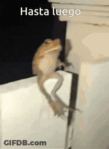 Lizard Sitting On Wall Hasta Luego GIF