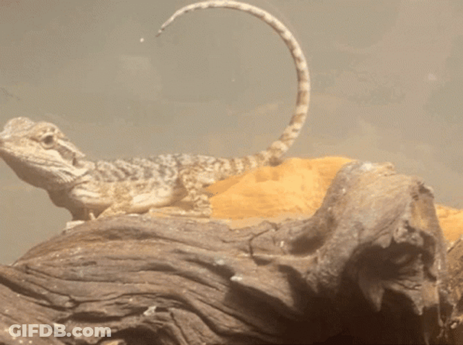 Lizard Sunbathing Curved Tail GIF