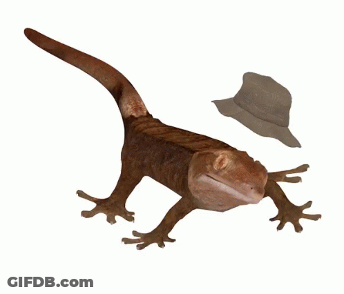 Lizard Wearing Hat GIF