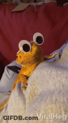 Lizard With Googly Eyes Sitting On Bed GIF