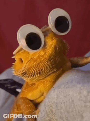 Lizard With Googly Eyes Sitting On Blanket GIF