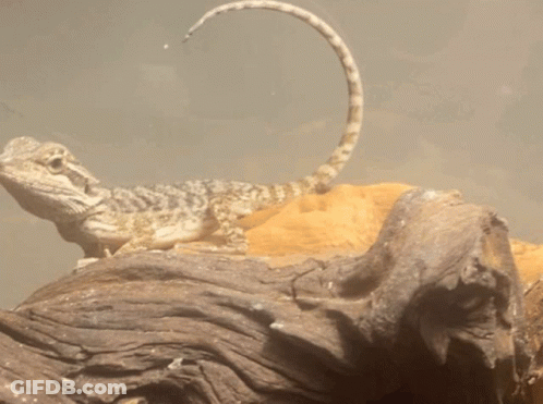 Lizard With Long Tail Sitting On Wood GIF