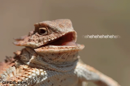 Lizard With Mouth Open Heheheheh GIF