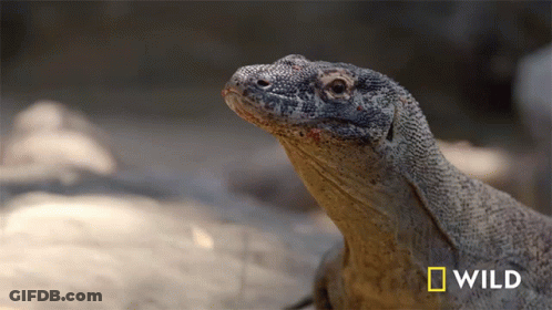 Lizard With National Geographic Logo GIF