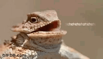 Lizard With Open Mouth GIF