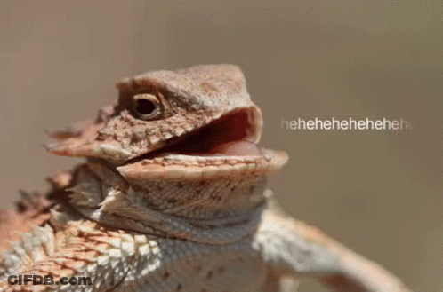 Lizard With Open Mouth And Heheheheh GIF