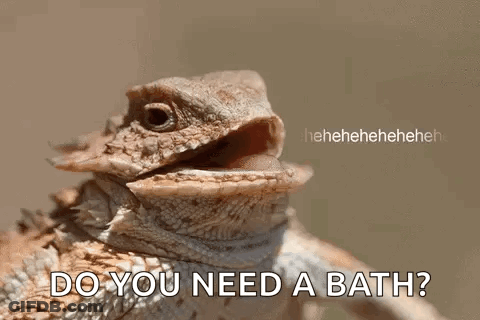 Lizard With Open Mouth Do You Need A Bath GIF