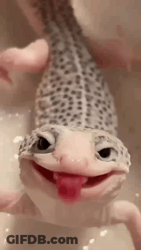 Lizard With Tongue Out GIF