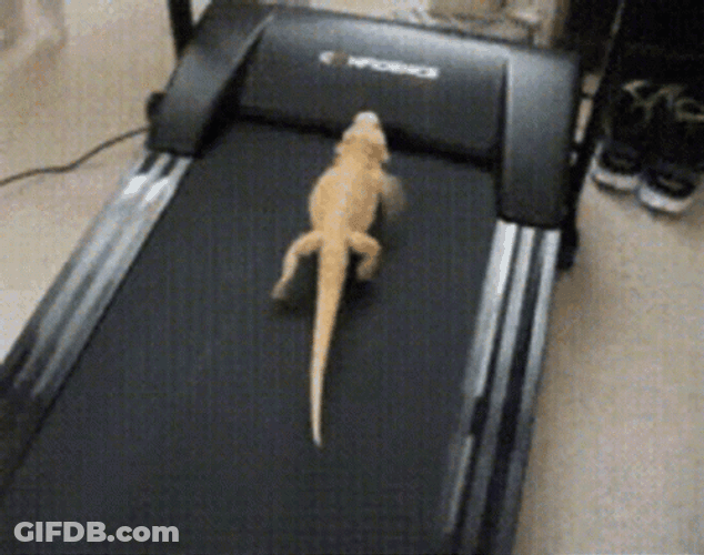 Lizard Working Out In Treadmill GIF