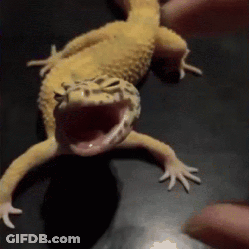 Lizard GIF