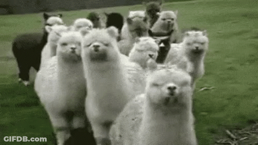 Llama Attack Angry GIF