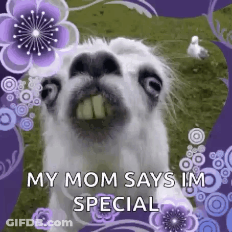 Llama Close Up With Purple Flowers GIF
