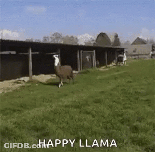 Llama Happy Jumping GIF