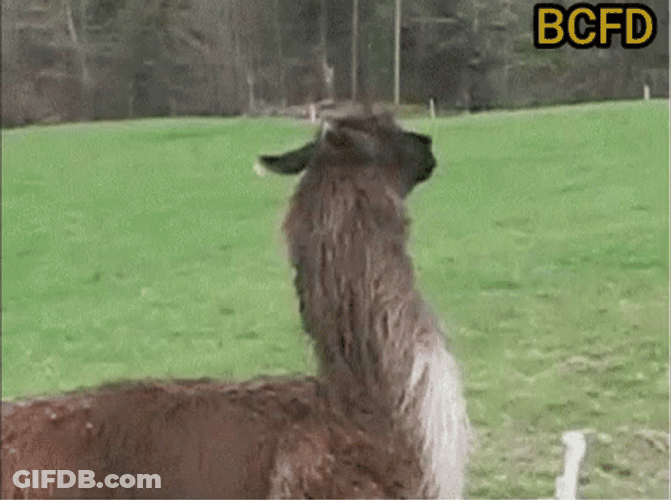 Llama Running I'm Out GIF