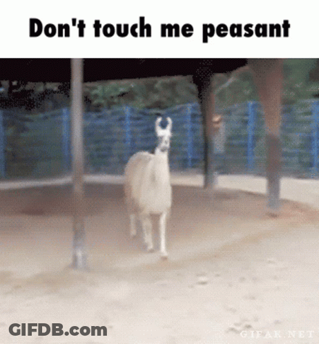 Llama Saying Don't Touch Me Peasant GIF