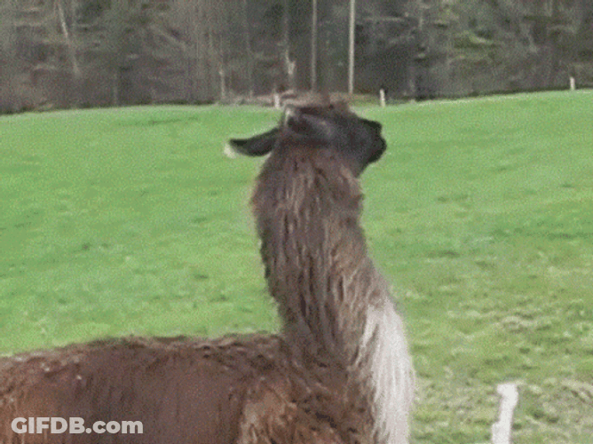 Llama Shepherding Llamas GIF