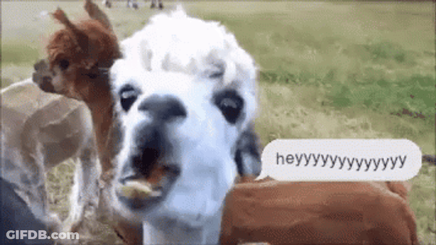 Llama Shouting Hey GIF