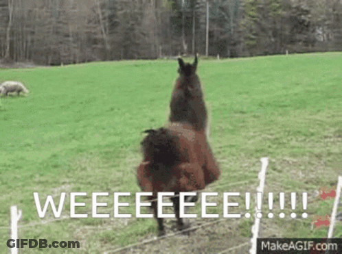 Llama Standing On Hind Legs Weee GIF