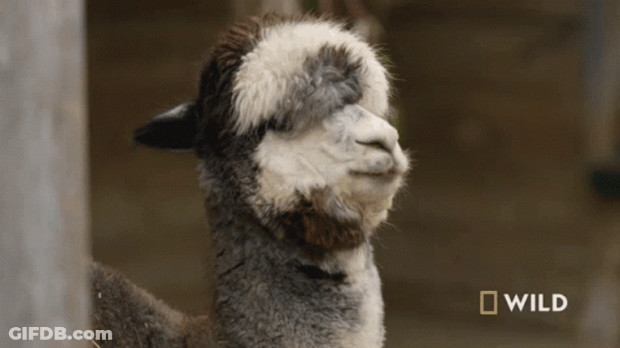 Llama Wild Channel GIF