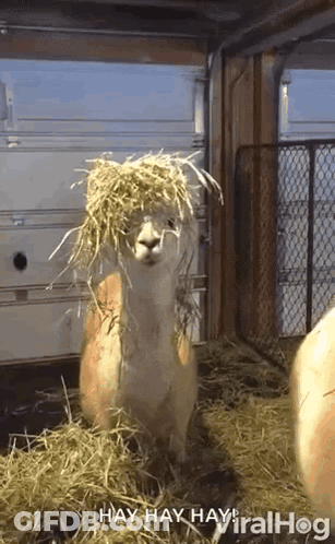 Llama With Hay On Head And Viralhog GIF