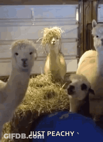 Llamas Beside Hay Saying Just Peachy GIF