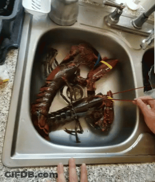 Lobster Sink Cooking Food GIF