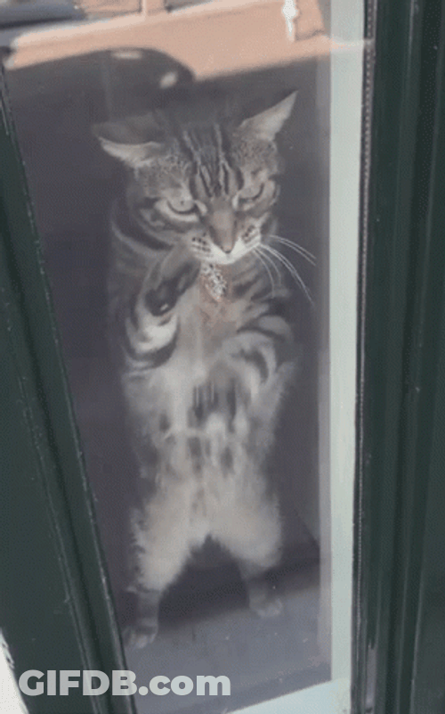 Locked In Cat Scratching Glass GIF