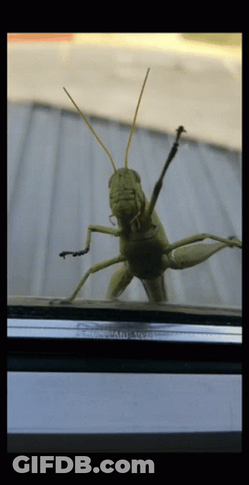 Locust Grasshopper Weaving GIF