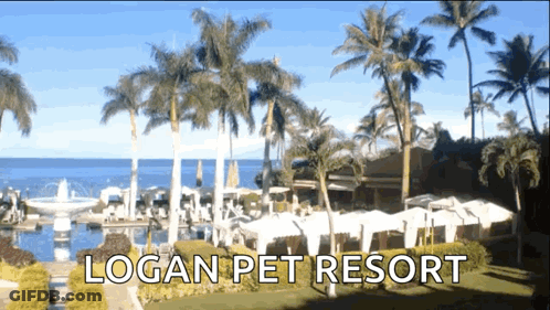Logan Pet Resort With Palm Trees GIF