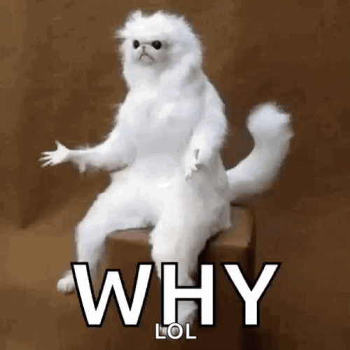 Lol Meme Why White Cat Confused GIF