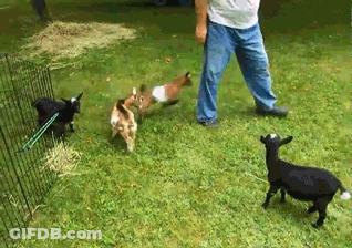 LOL This Just Makes Me Want Some GIF
