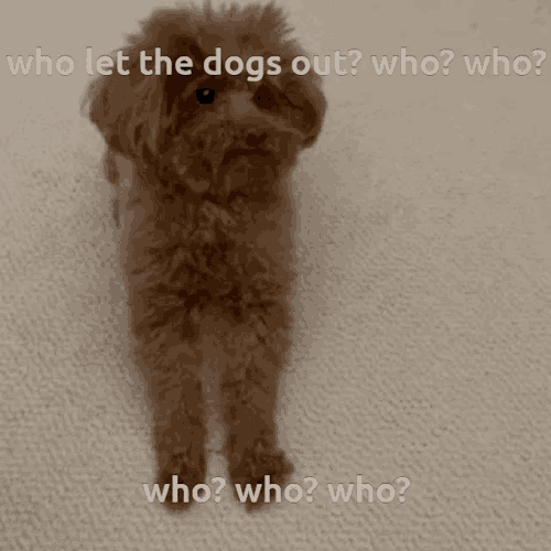 Lola Miss Lola GIF