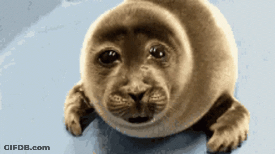 Lonely And Crying Seal GIF