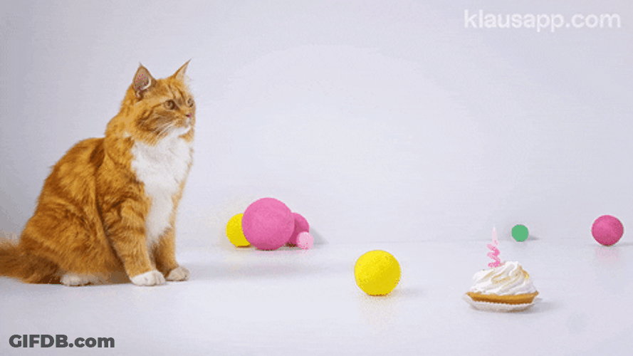 Lonely Birthday Cat Surprise GIF