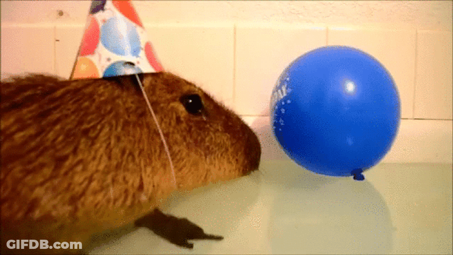 Lonesome Hamster Celebrating Birthday Party GIF