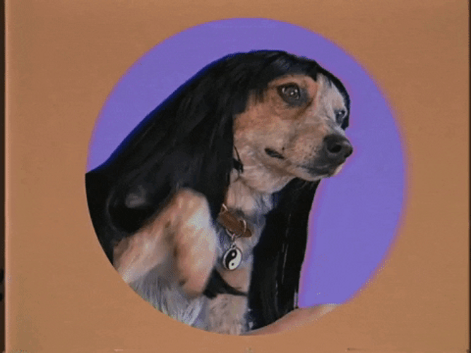 Long Hair Dog Handshake Welcome Meme GIF