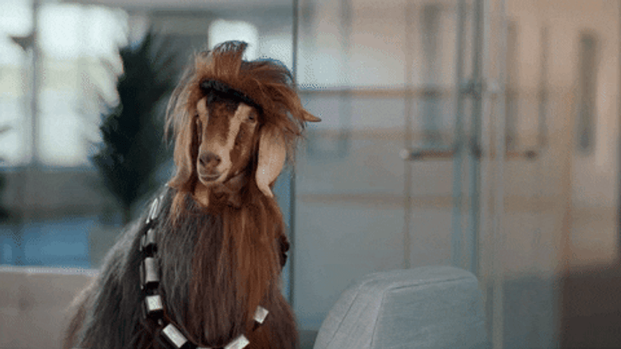 Long Hair Goat GIF